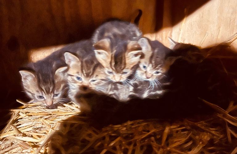 Adorable tabby kittens