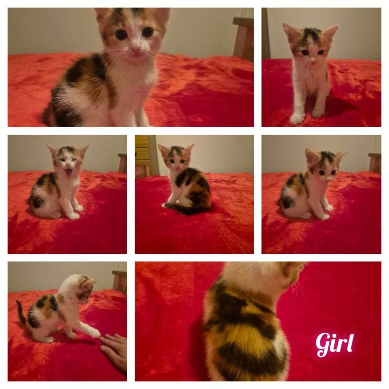 Kittens