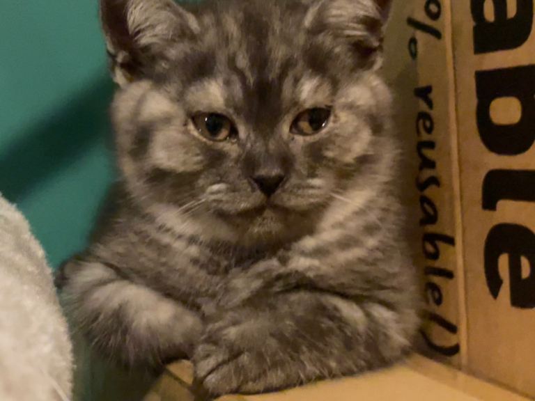 16 week old male British Shorthair kitten