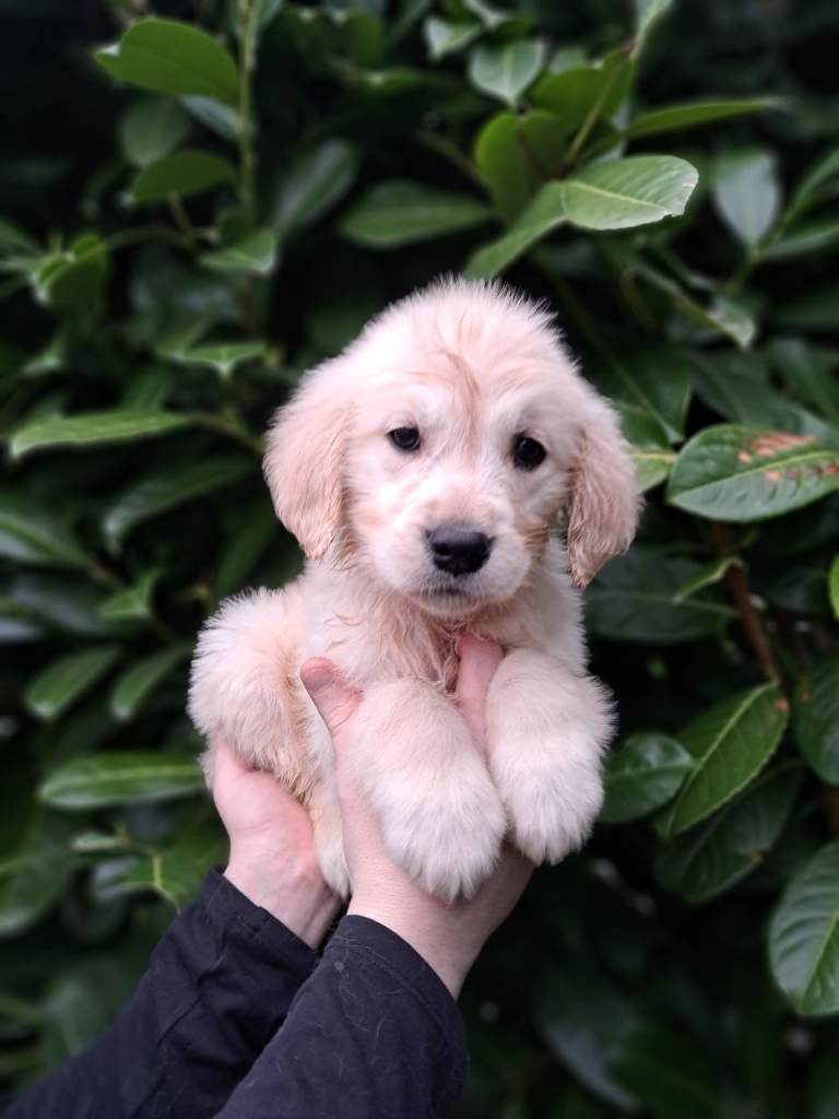 Health Tested Golden Retreivers