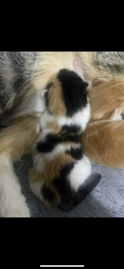 2 domestic shorthair kitten for sale (3months and a half)