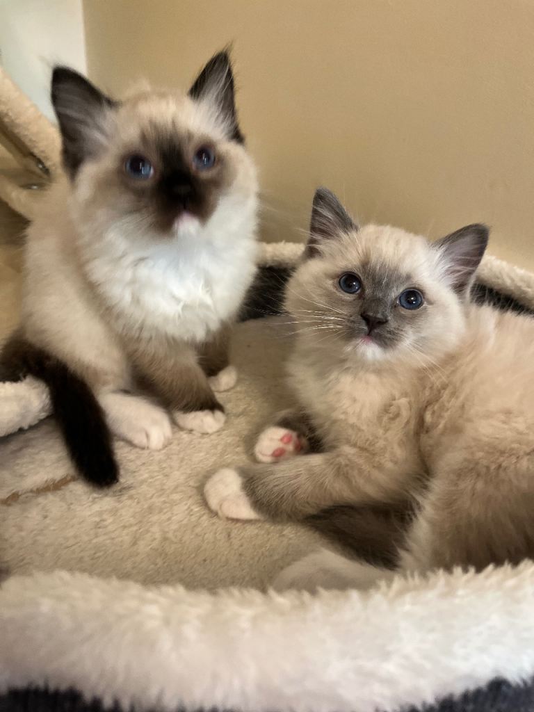 Adorable GCCF Ragdoll Kittens 