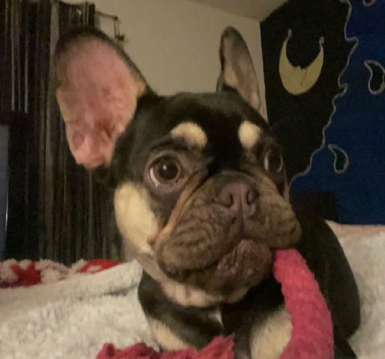 French bull dog 