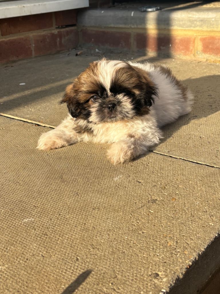 Imperial Shih Tzu Female Puppy 9 Weeks 🐶 