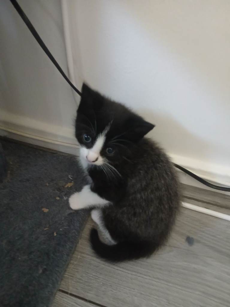 1/4 Persian/tabby kittens