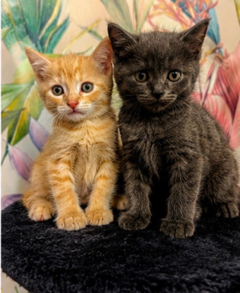 Adorable half Maine coon kittens