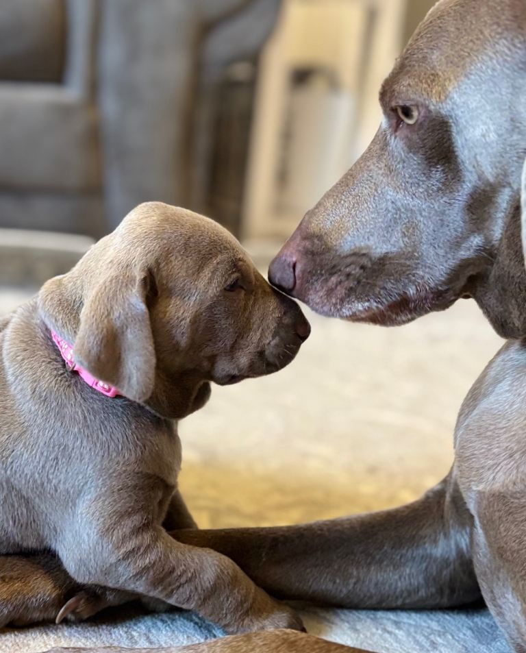 WEIM X DOBERMAN CHAMPION BLOODLINE PUPS