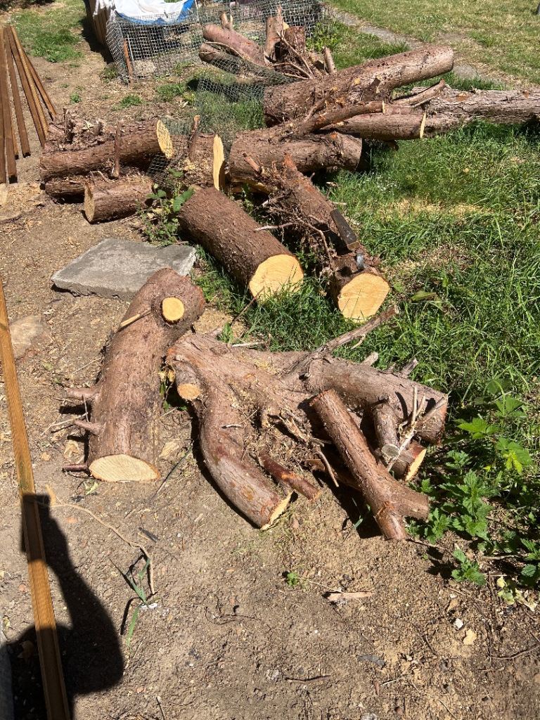 Wood logs 🪵 