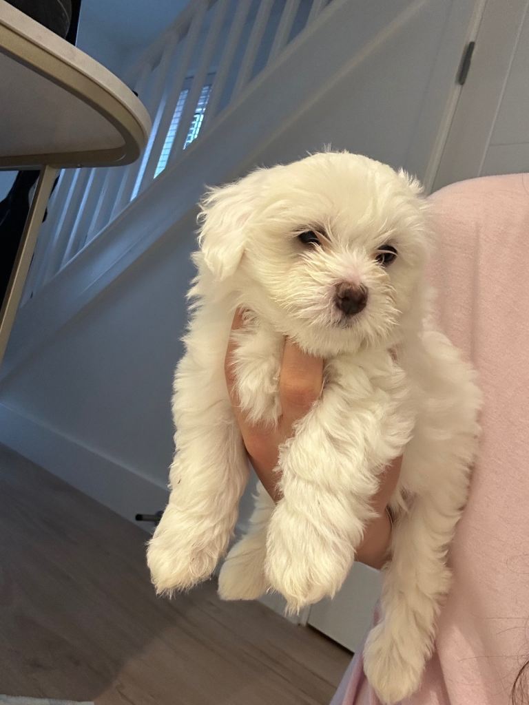 Bichon puppy 