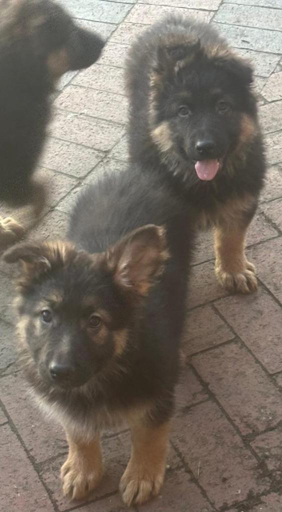 German Shepherd Pups