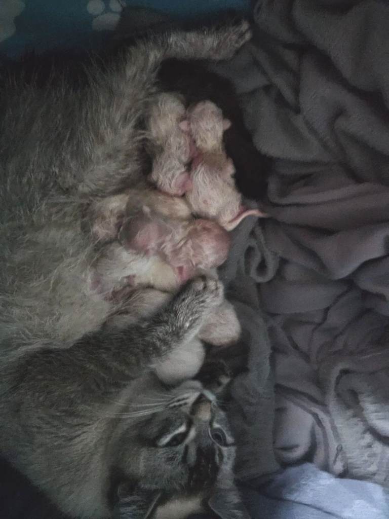 Ragdoll mixed litter kitten