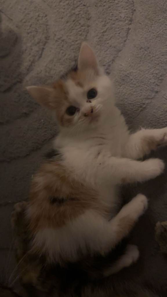 Kittens for a good home 