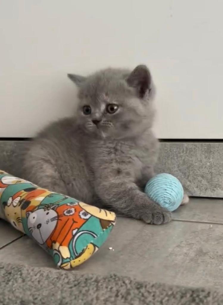 Beautiful Grey Kittens