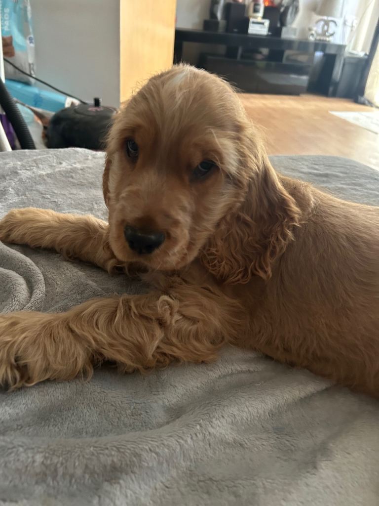 TRUE TO TYPE SHOW COCKER SPANIEL PUPPY 🐶 