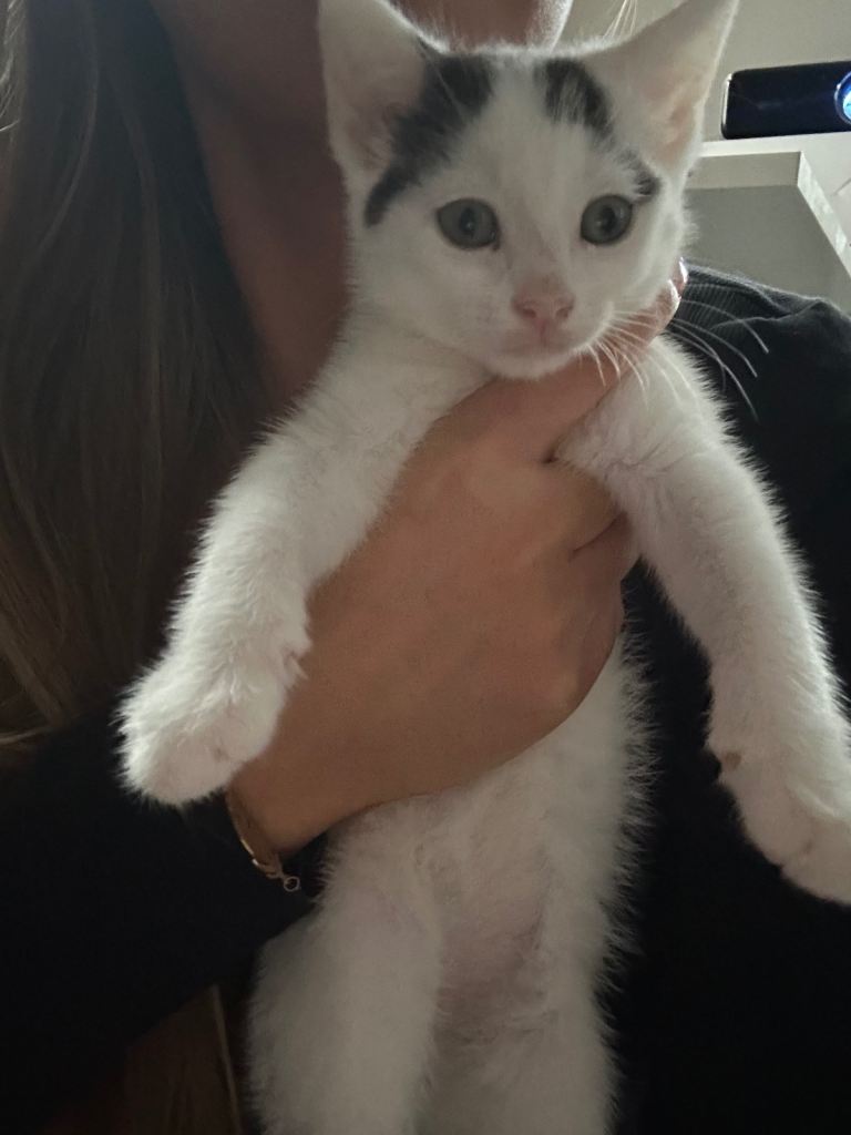 Adorable kittens for sale