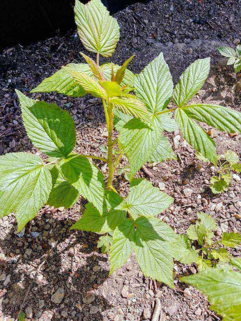 New Raspberry plants approx 12" tall bargain only £1 each Collect from Bideford