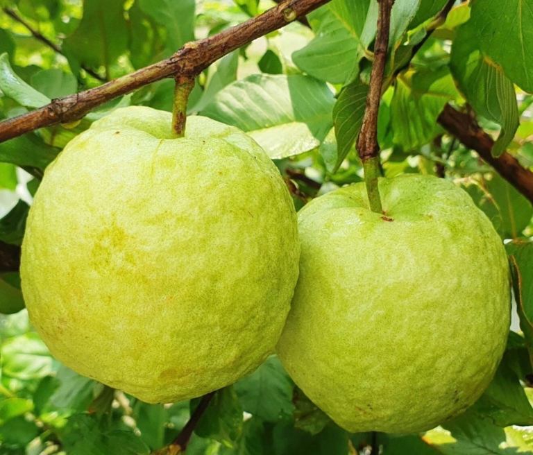 Seedless Red Guava, Psidium guajava L. Grafted live fruit plant Tree, RARE