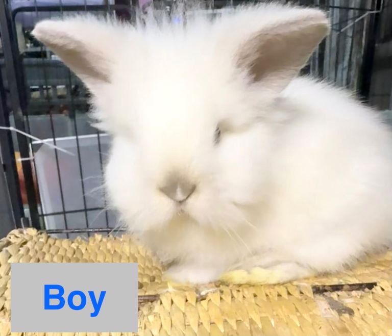 Double Maned Lionhead READY NOW 