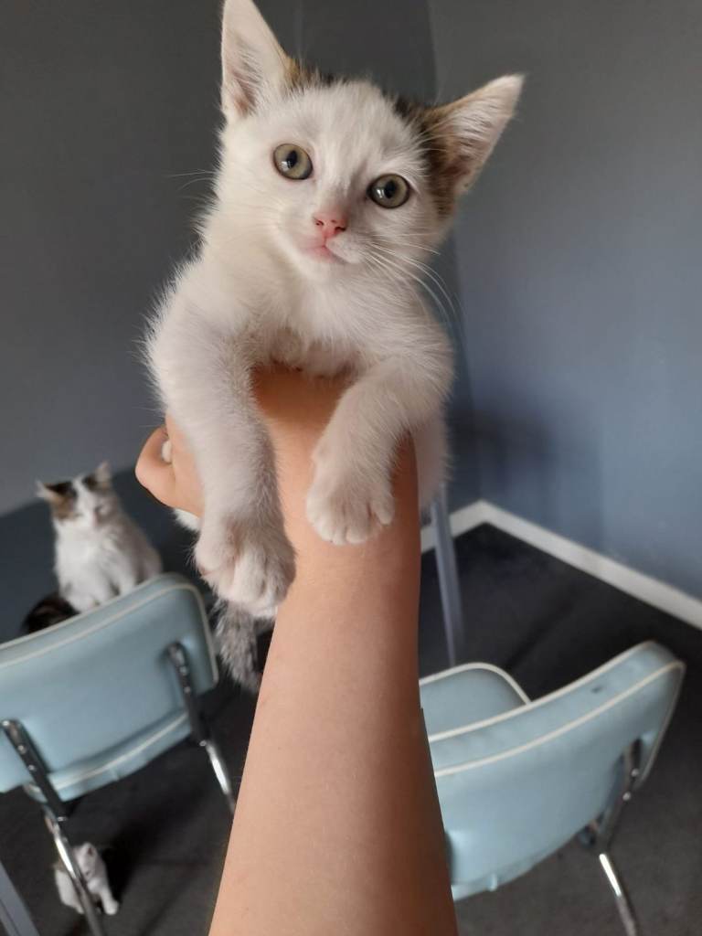 kittens 