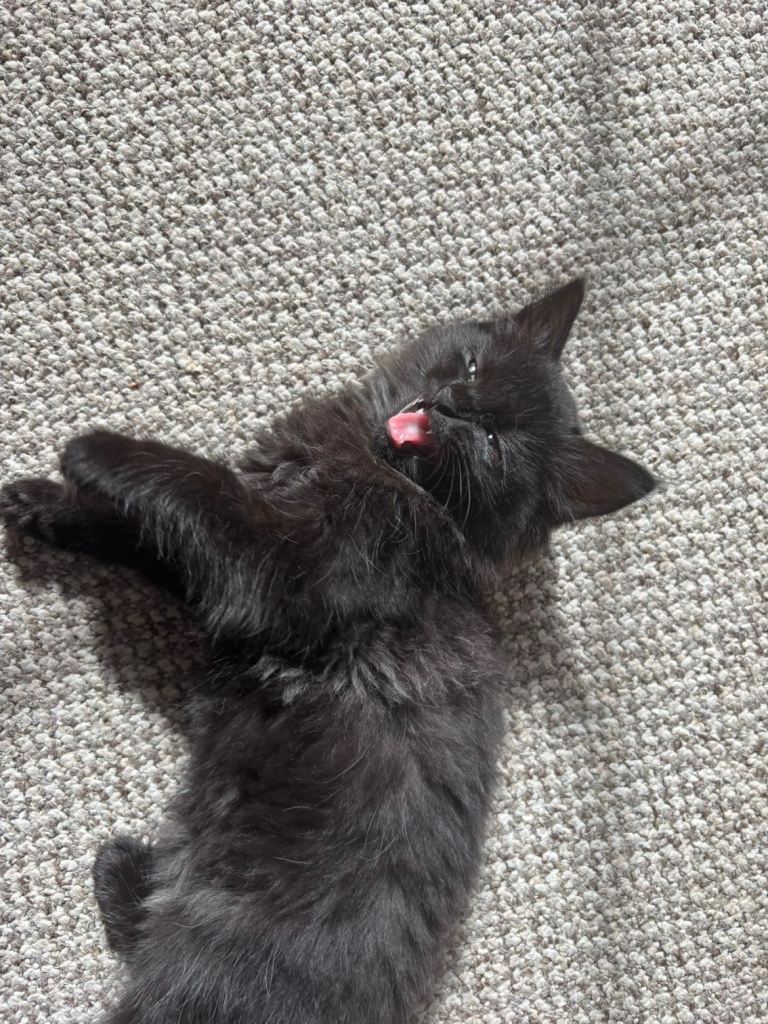 Maine coon x kittens 
