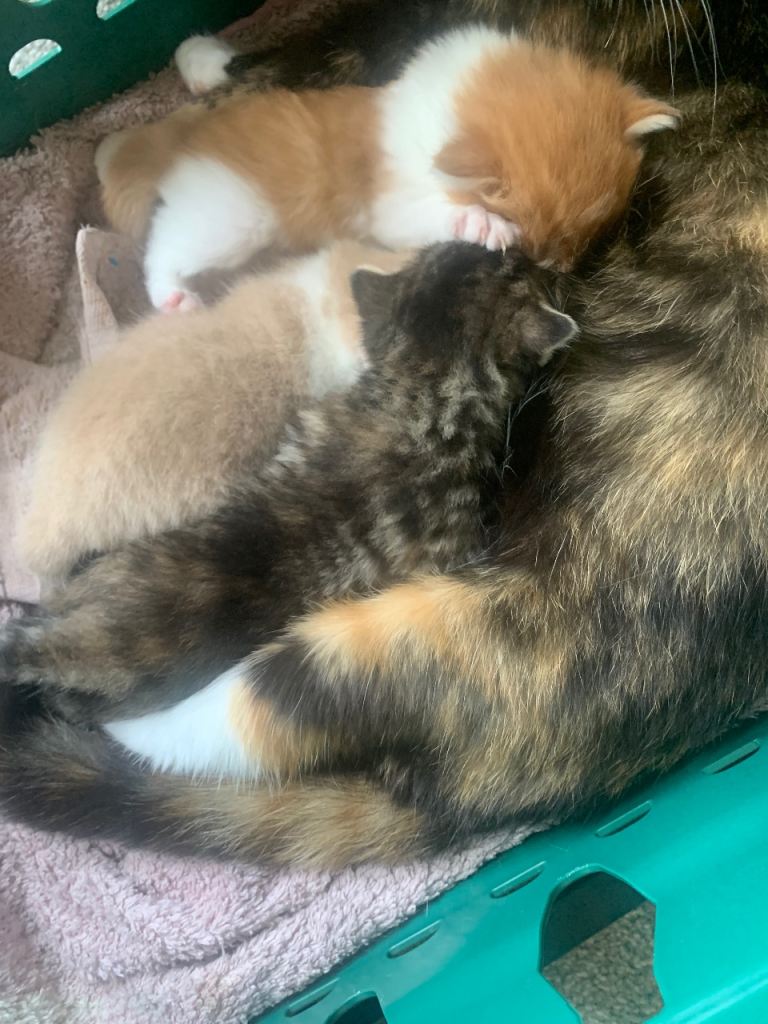 Domestic short/long haired kittens