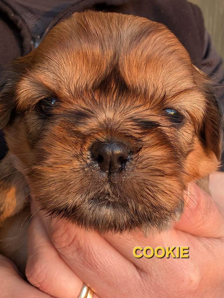 Stunning Standard Shih Tzu 