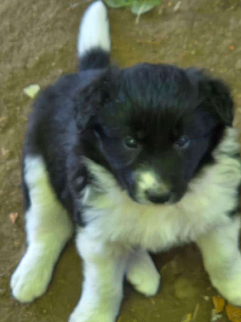 5 Collie pups
