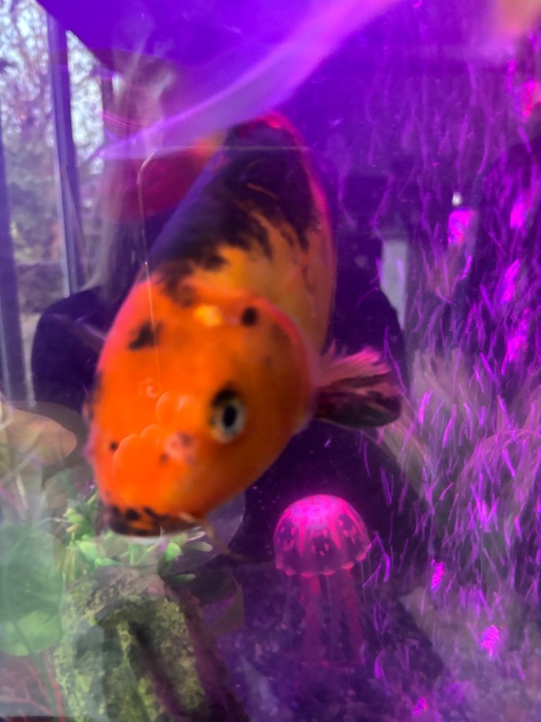 Doitsu Butterfly Koi
