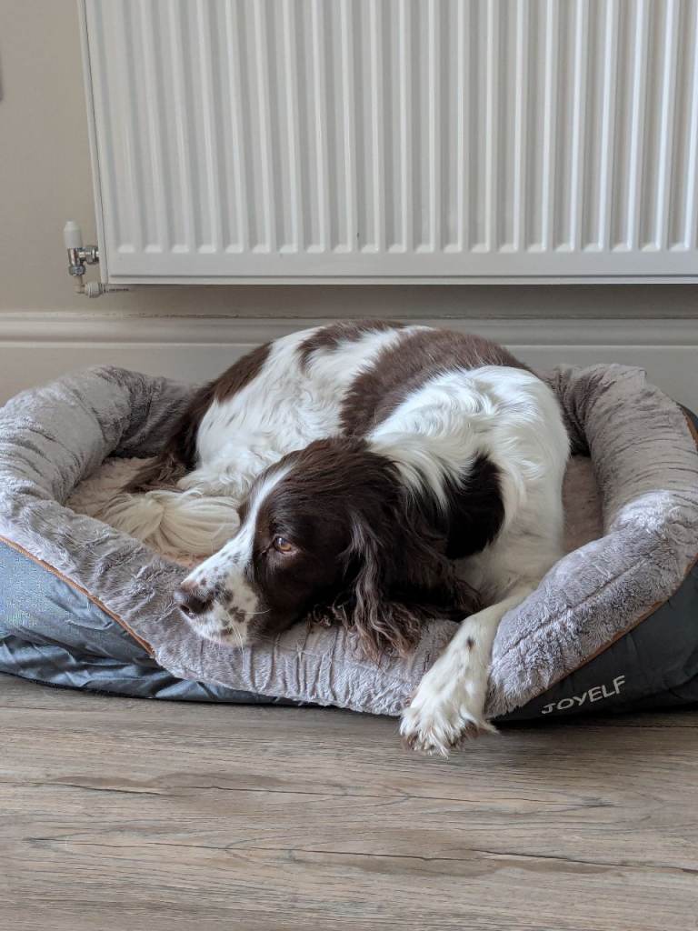 Dog Bed Brand New