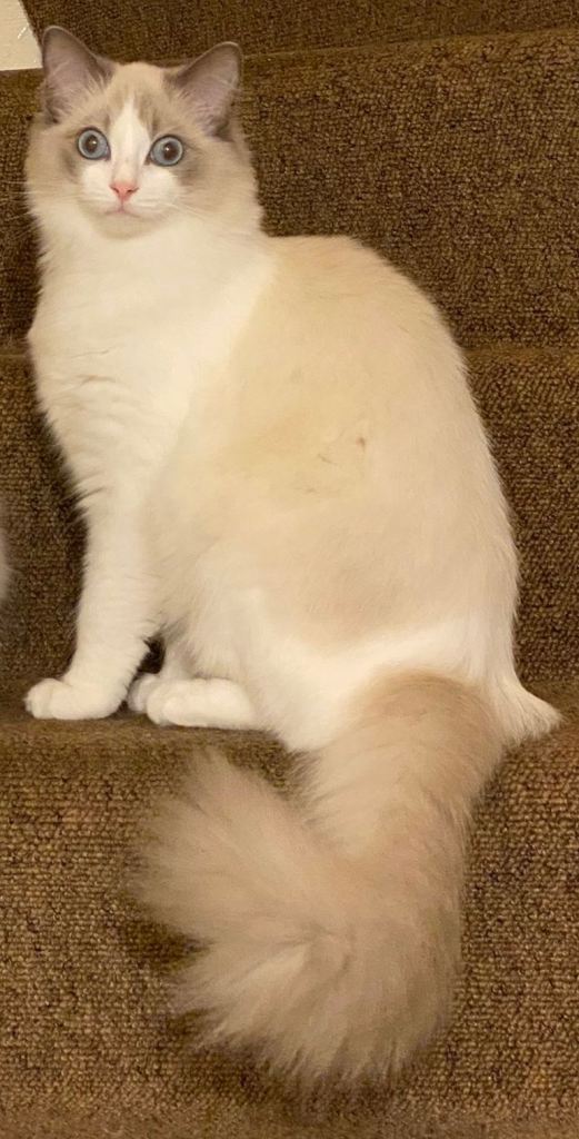 We are looking for a very special home for our beloved retired queen, Sissi 🐾