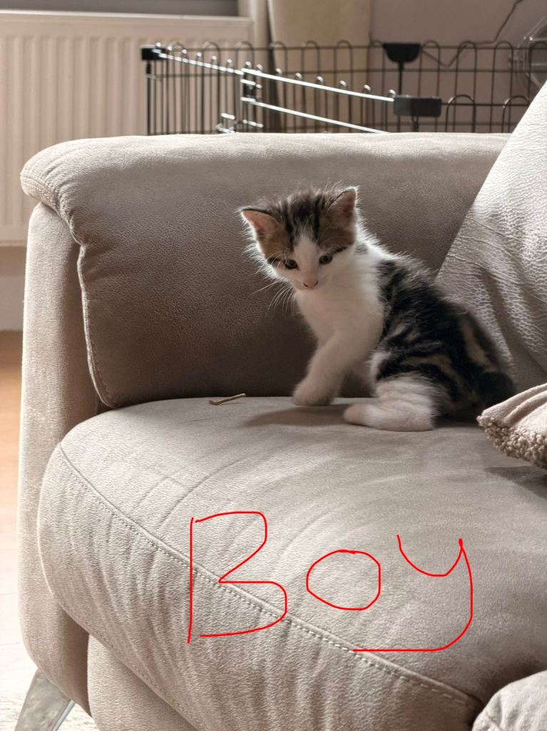Kittens looking for forever homes 