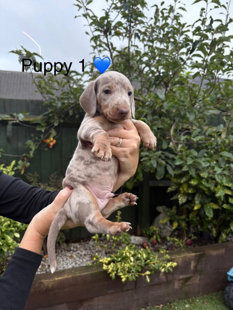Gorgeous Dachshund Puppies for sale