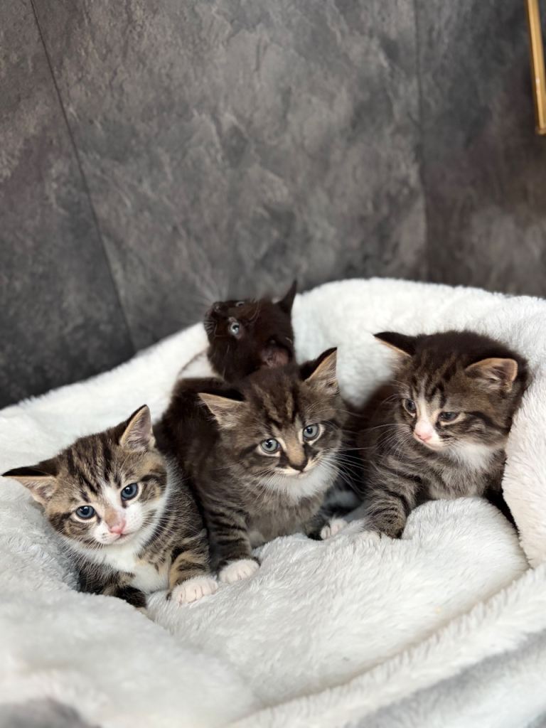 X4 beautiful male kittens