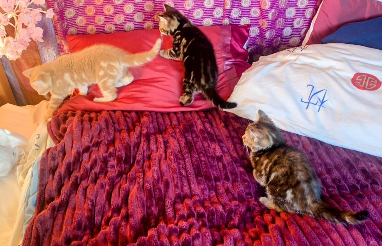 For Sale 1 Gorgeous Mixed Coloured Kitten