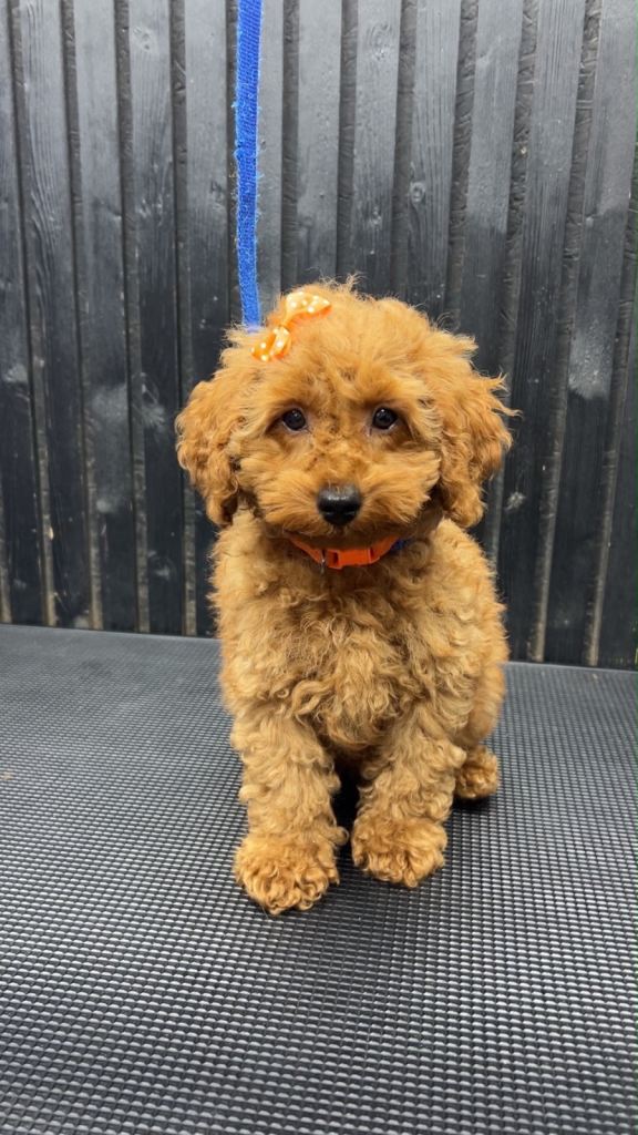 Toy cavapoo DNA parents clear 