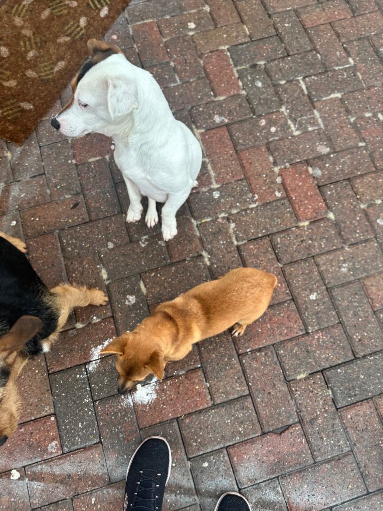 Cross between Chihuahua and Jack Russell