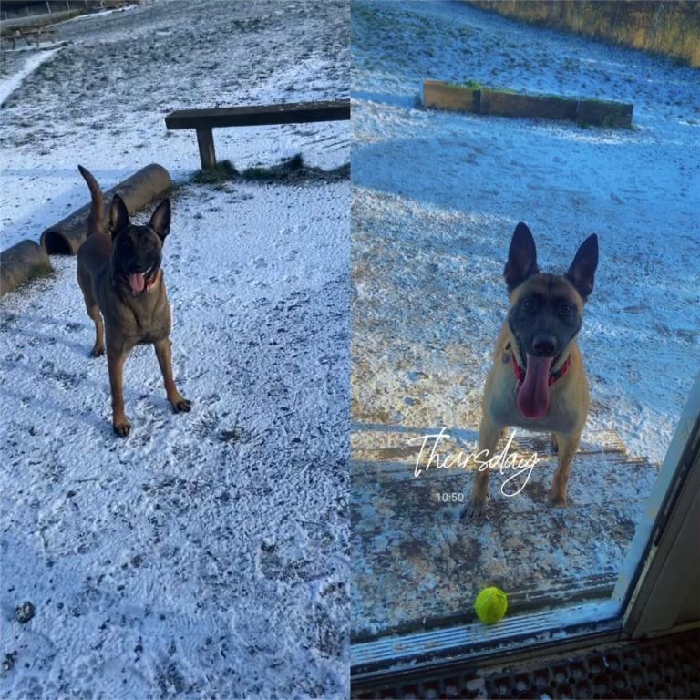 Belgian malinois pups 