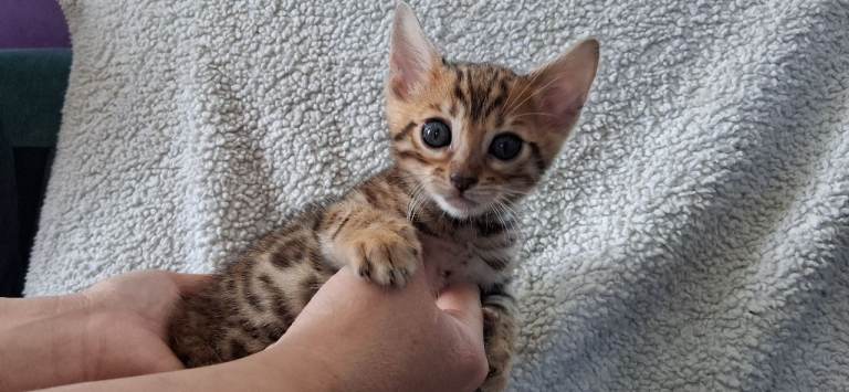 Bengal babies 8w