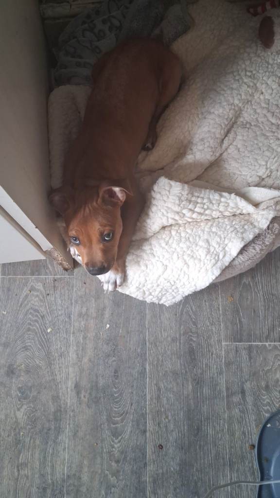Staffy cross puppy 