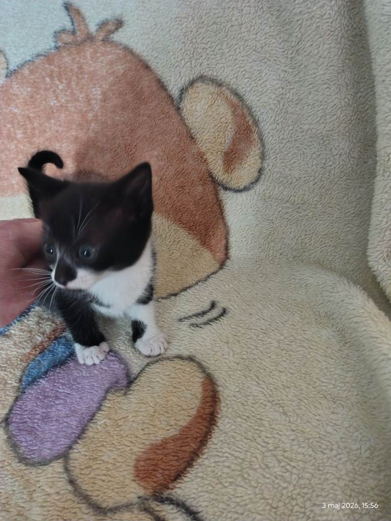 keeps the kittens looking for a good home