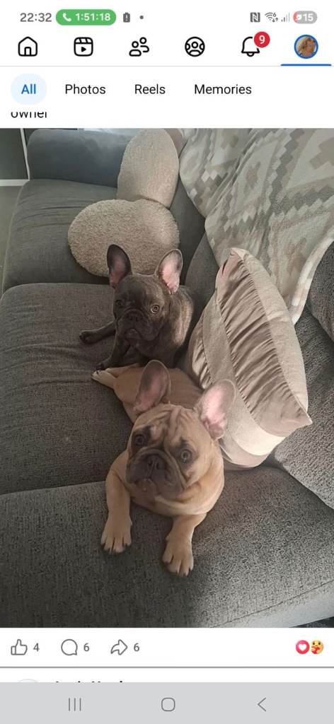 URGENT full pedigree frenchie for sale 7 month old !!