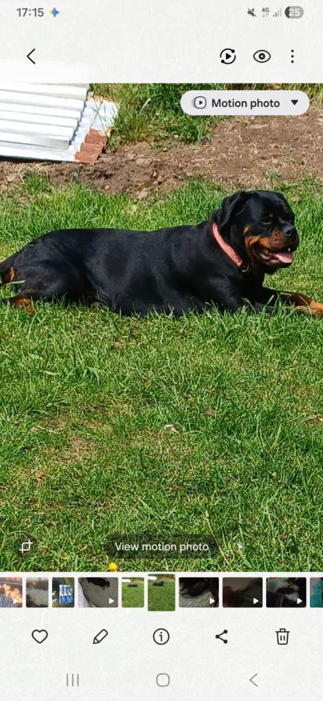 KC Registered Rottweiler puppies for sale