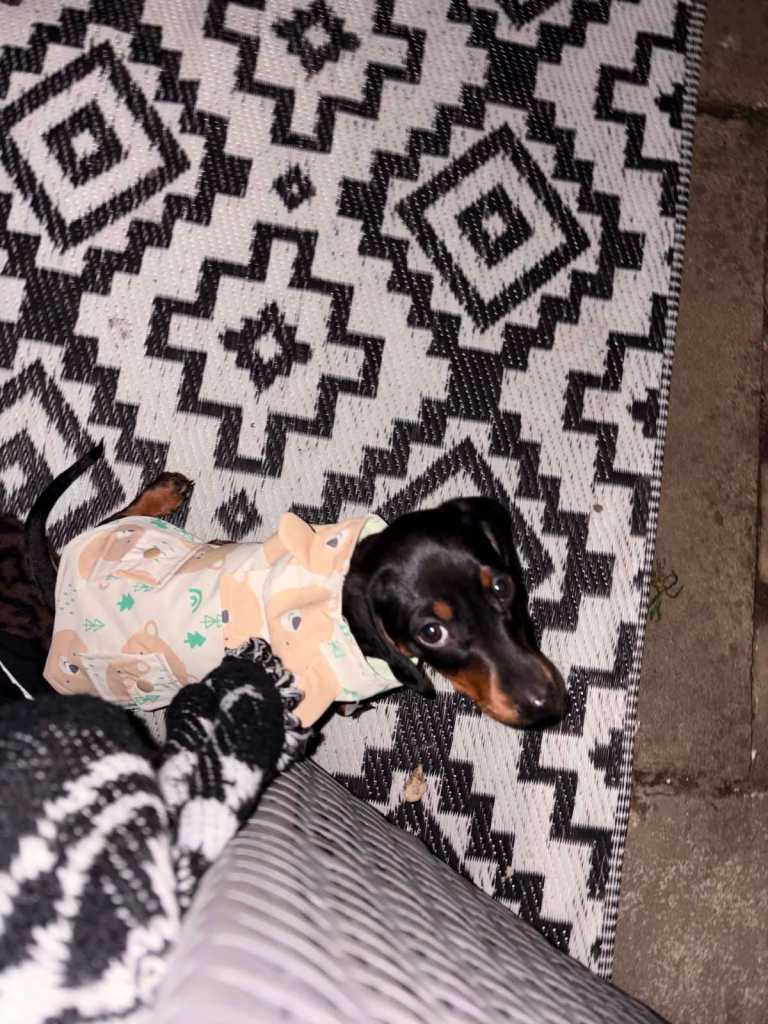 Miniature DACHSHUND 10 week old