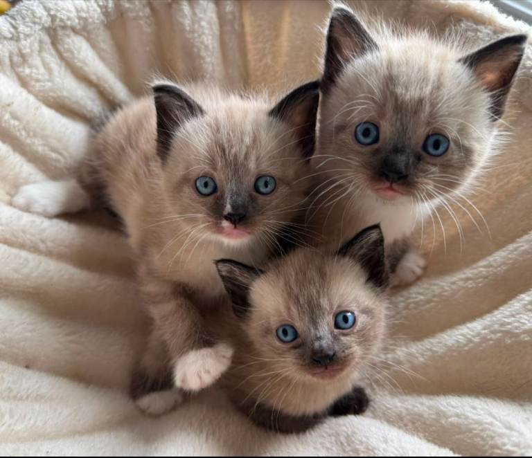 Ragdoll kitten