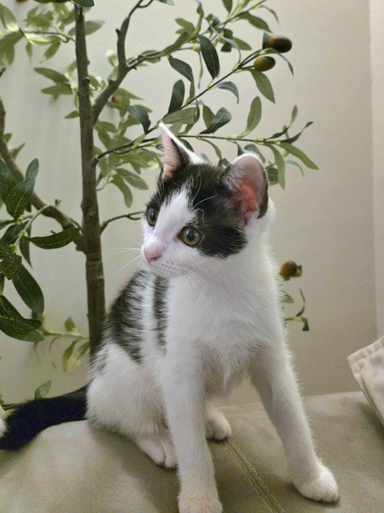 Female kitten for sale - equipment included