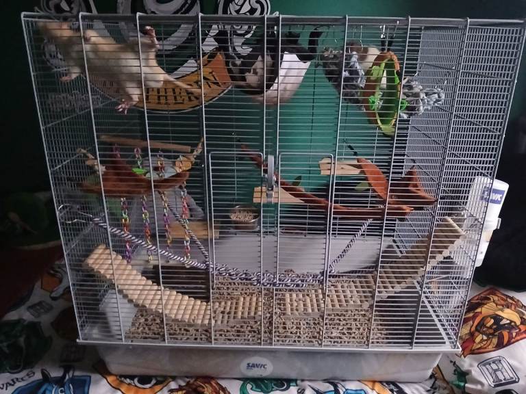 X2 male rats & accessories 