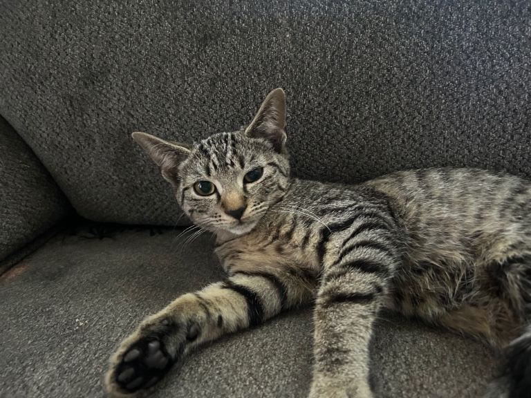 Bengal cross short hair kittens
