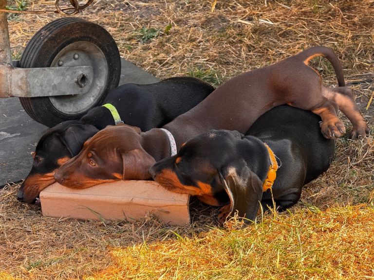 Last 3 miniature dachshunds, ready to go