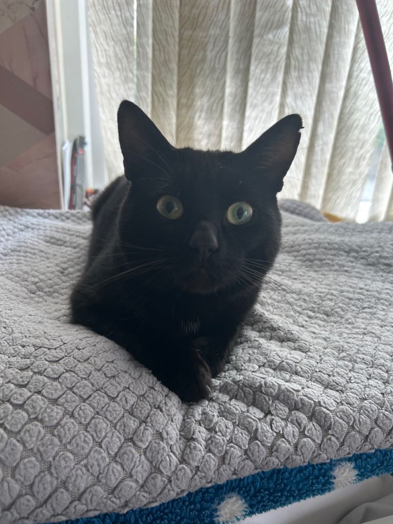 2 year old cat 