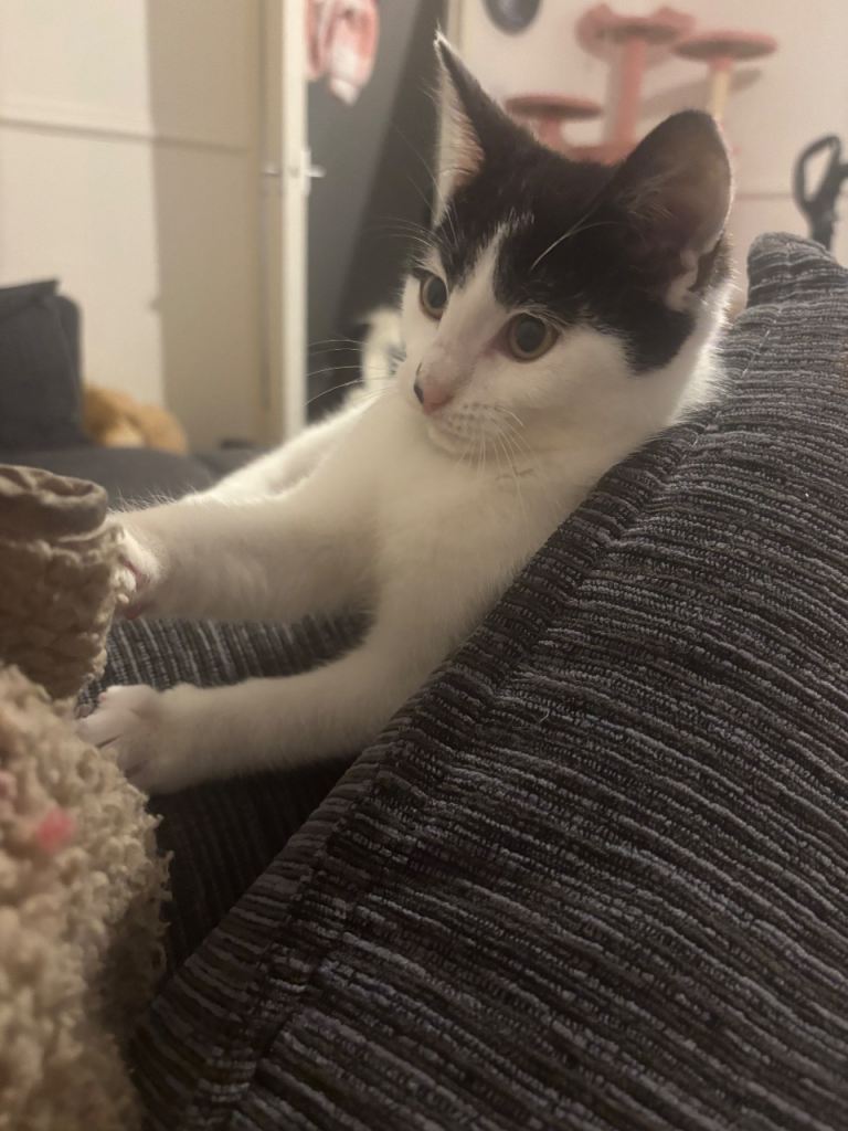 Beautiful little male kitten ready to find his forever home 